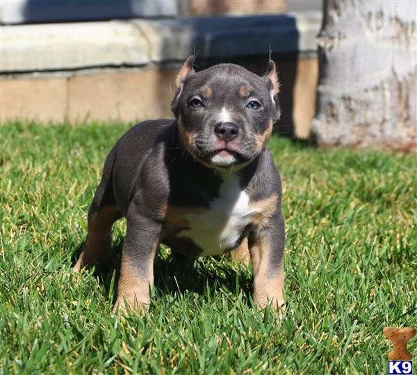 Pocket Pits Puppies Pocket Pitbull Dog Breed Info Pictures